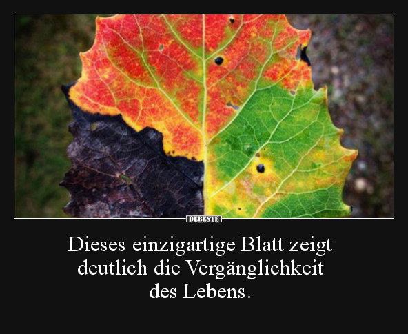 Dieses einzigartige Blatt zeigt deutlich die.. - Lustige Bilder | DEBESTE.de