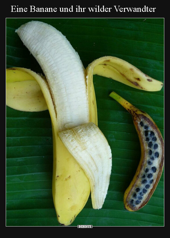 Eine Banane und ihr wilder Verwandter.. - Lustige Bilder | DEBESTE.de