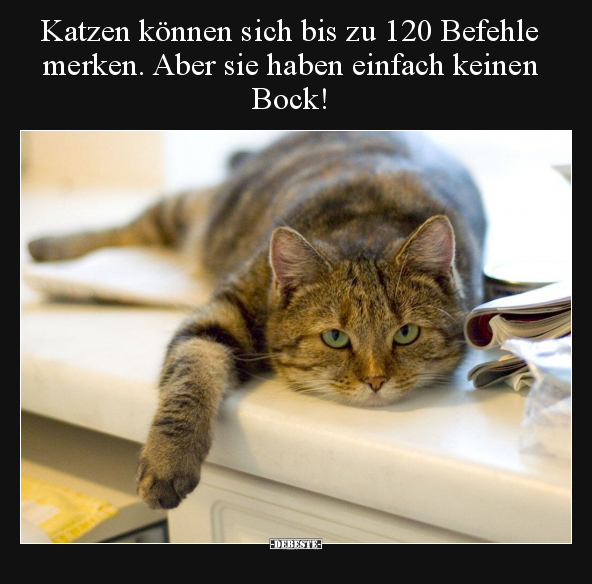 Katzen können sich bis zu 120 Befehle merken... - Lustige Bilder | DEBESTE.de