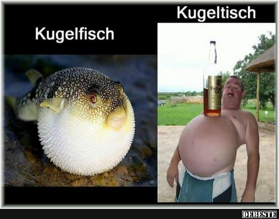 Kugelfisch / Kugeltisch. - Lustige Bilder | DEBESTE.de