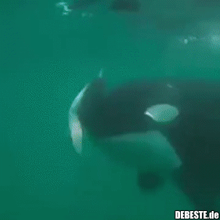 Orcas behandeln manche Tiere wie ihr Spielzeug.. - Lustige Bilder | DEBESTE.de