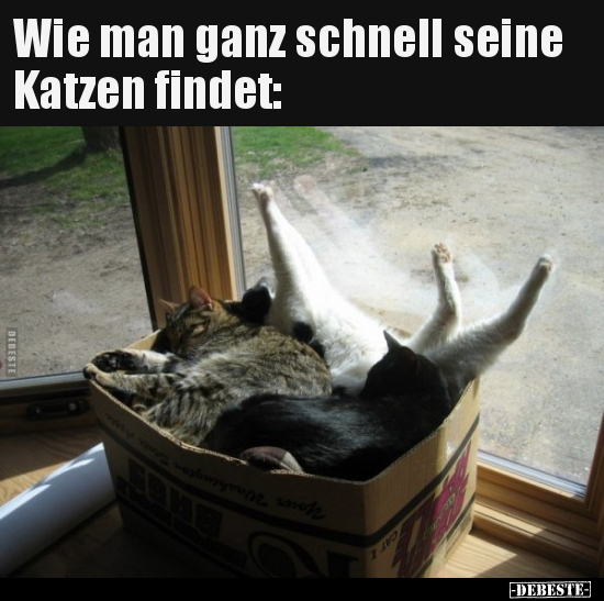 Wie man ganz schnell seine Katzen findet.. - Lustige Bilder | DEBESTE.de