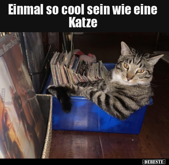 Einmal so cool sein wie eine Katze.. - Lustige Bilder | DEBESTE.de