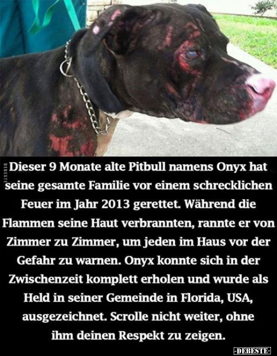 Dieser 9 Monate alte Pitbull namens Onyx hat seine gesamte.. - Lustige Bilder | DEBESTE.de