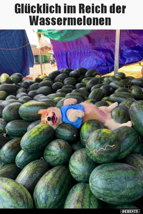 Glücklich im Reich der Wassermelonen.. - Lustige Bilder | DEBESTE.de