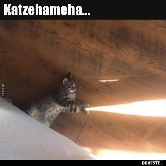 Katzehameha... - Lustige Bilder | DEBESTE.de