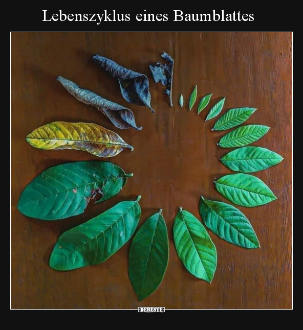 Lebenszyklus eines Baumblattes.. - Lustige Bilder | DEBESTE.de