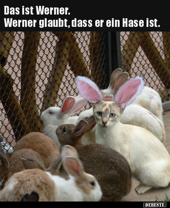 Das ist Werner. Werner glaubt, dass er ein Hase ist... - Lustige Bilder | DEBESTE.de