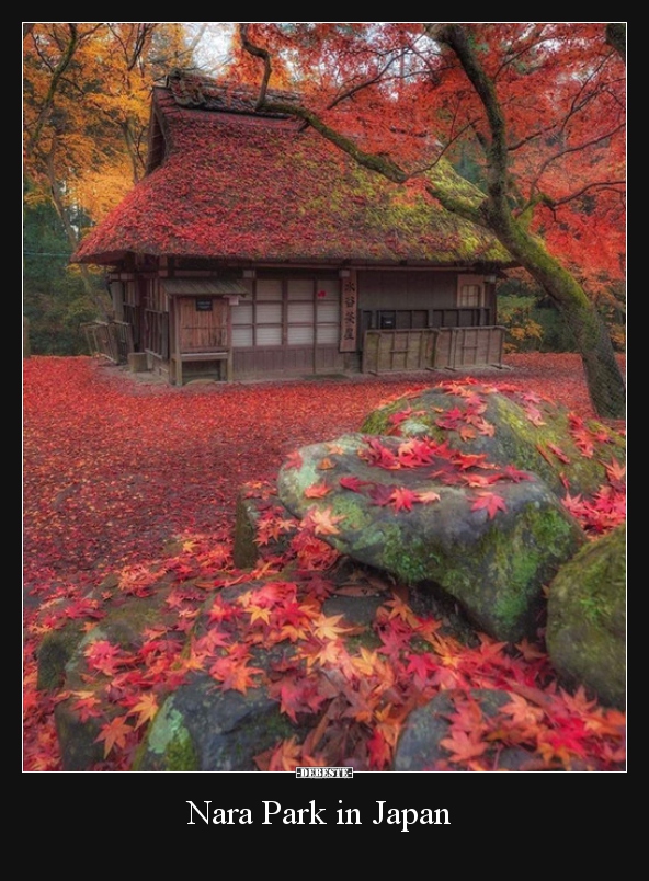 Nara Park in Japan.. - Lustige Bilder | DEBESTE.de