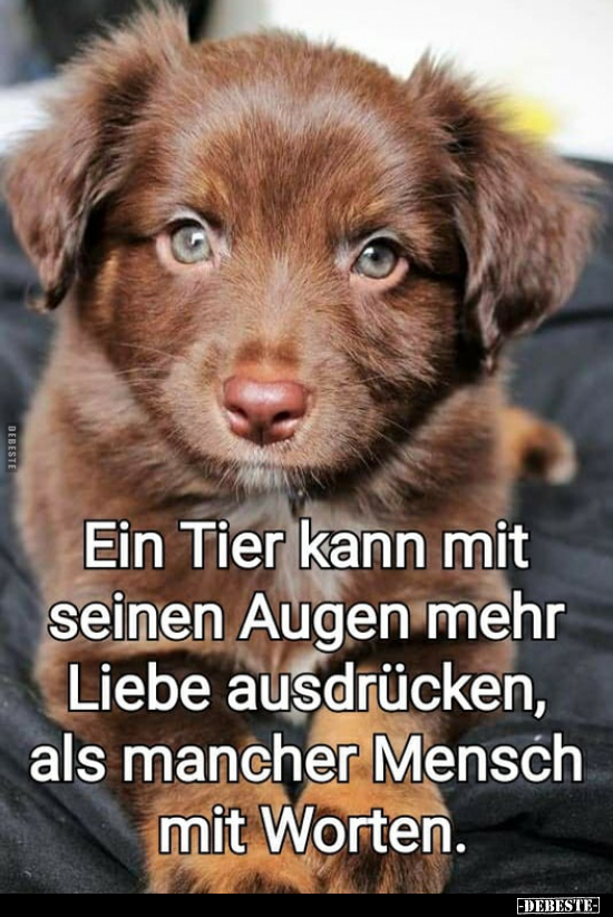 Ein Tier kann mit seinen Augen mehr Liebe ausdrucken als.. - Lustige Bilder | DEBESTE.de