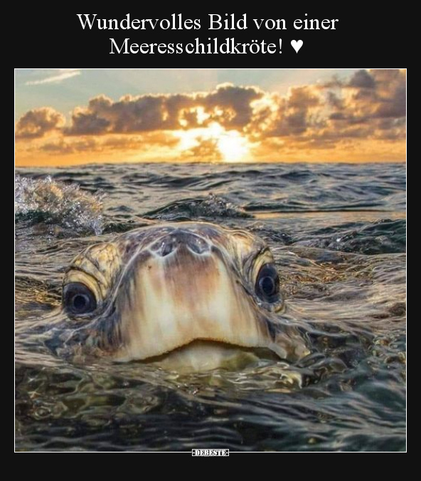 Wundervolles Bild von einer Meeresschildkröte! ♥.. - Lustige Bilder | DEBESTE.de