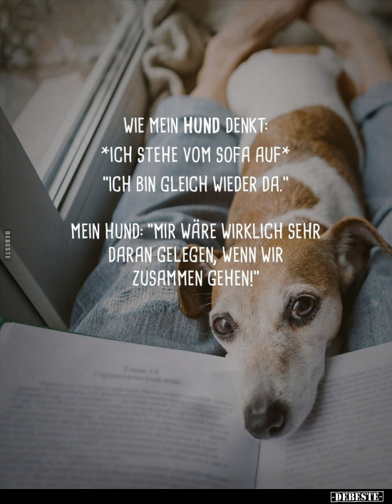 Wie mein Hund denkt: *ich stehe vom Sofa auf*... - Lustige Bilder | DEBESTE.de