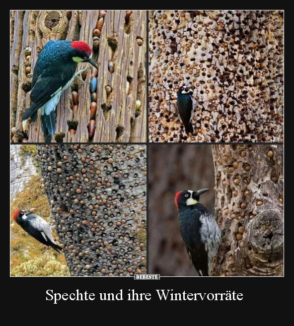 Spechte und ihre Wintervorräte.. - Lustige Bilder | DEBESTE.de