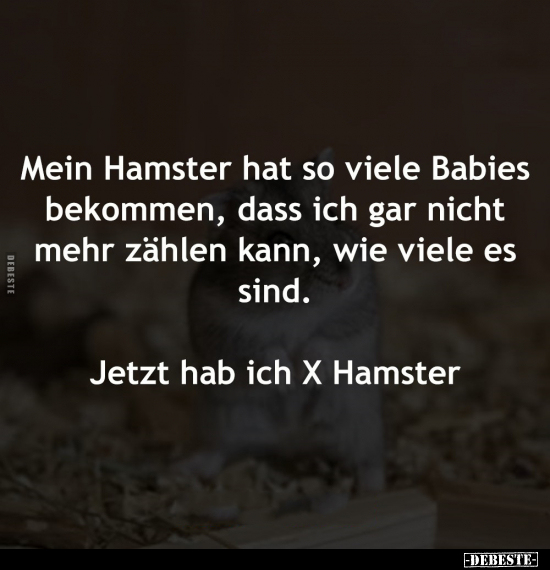 Mein Hamster hat so viele Babies bekommen, dass.. - Lustige Bilder | DEBESTE.de