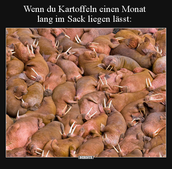 Wenn du Kartoffeln einen Monat lang im Sack liegen.. - Lustige Bilder | DEBESTE.de