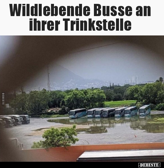 Wildlebende Busse an ihrer Trinkstelle.. - Lustige Bilder | DEBESTE.de