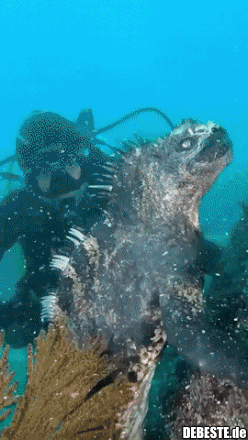 Meeresleguane auf den Galapagosinseln.. - Lustige Bilder | DEBESTE.de