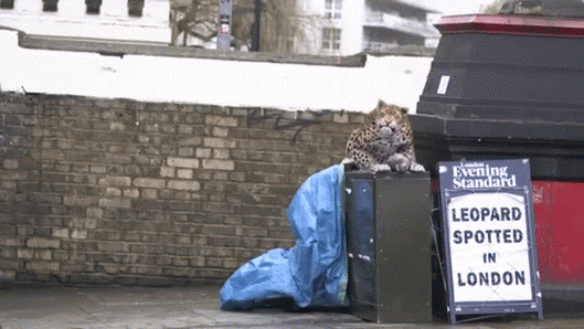 Leopard Spotted - London. - Lustige Bilder | DEBESTE.de