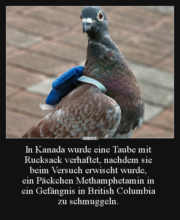 In Kanada wurde eine Taube mit Rucksack verhaftet.. - Lustige Bilder | DEBESTE.de