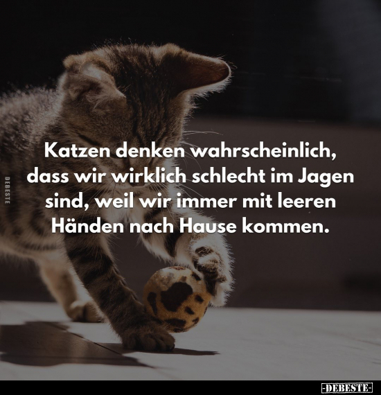 Katzen denken wahrscheinlich, dass wir wirklich schlecht im.. - Lustige Bilder | DEBESTE.de