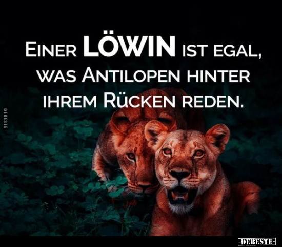Einer Löwin ist egal, was Antilopen hinter ihrem Rücken.. - Lustige Bilder | DEBESTE.de
