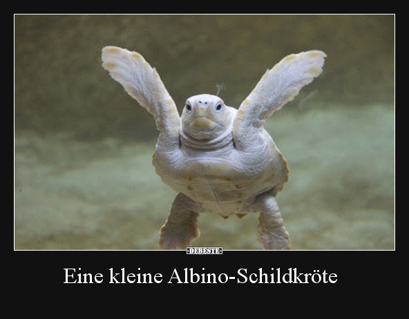 Eine kleine Albino-Schildkröte.. - Lustige Bilder | DEBESTE.de