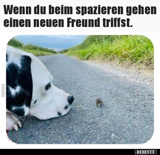 Wenn du beim spazieren gehen einen neuen Freund.. - Lustige Bilder | DEBESTE.de