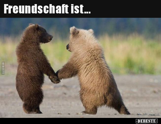 Freundschaft ist... - Lustige Bilder | DEBESTE.de