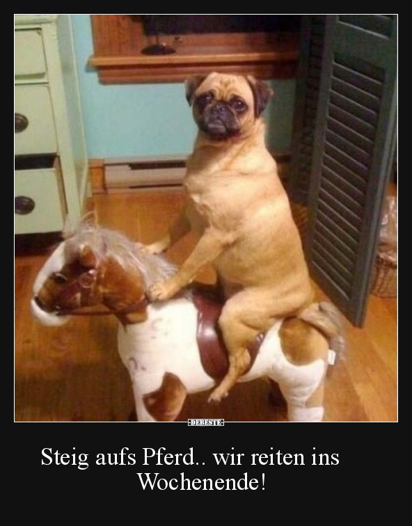 Steig aufs Pferd.. wir reiten ins     Wochenende! - Lustige Bilder | DEBESTE.de