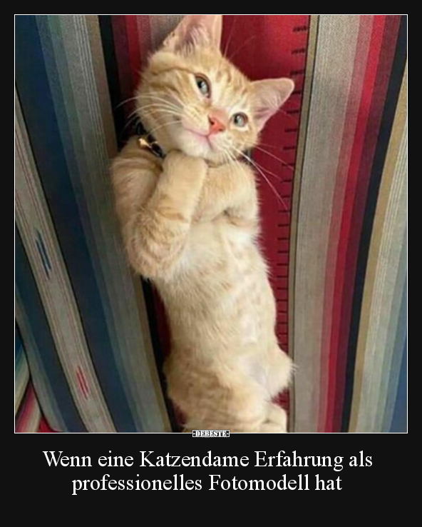 Wenn eine Katzendame Erfahrung als professionelles.. - Lustige Bilder | DEBESTE.de
