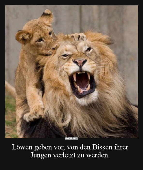 Löwen geben vor, von den Bissen ihrer Jungen verletzt zu.. - Lustige Bilder | DEBESTE.de