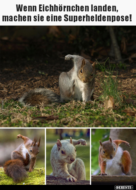 Wenn Eichhörnchen landen, machen sie eine.. - Lustige Bilder | DEBESTE.de