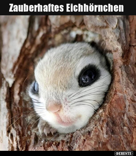 Zauberhaftes Eichhörnchen.. - Lustige Bilder | DEBESTE.de