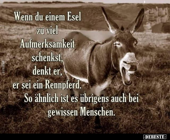 Wenn du einem Esel zu viel Aufmerksamkeit schenkst, denkt.. - Lustige Bilder | DEBESTE.de