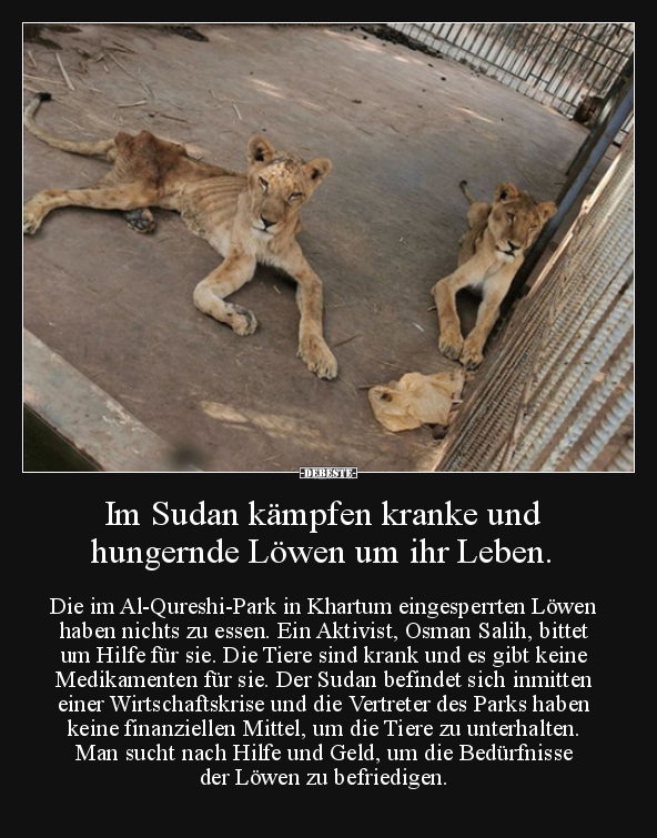 Im Sudan kämpfen kranke und hungernde Löwen um ihr Leben... - Lustige Bilder | DEBESTE.de