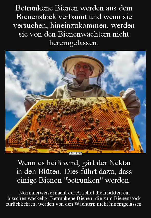 Betrunkene Bienen werden aus dem Bienenstock verbannt und.. - Lustige Bilder | DEBESTE.de