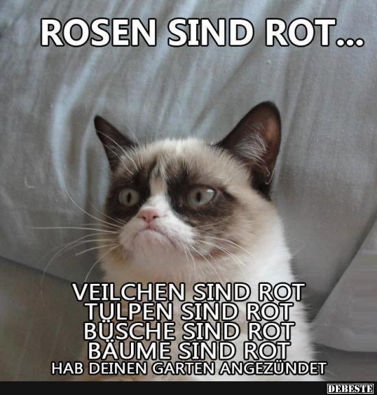 Rosen sind rot.. - Lustige Bilder | DEBESTE.de