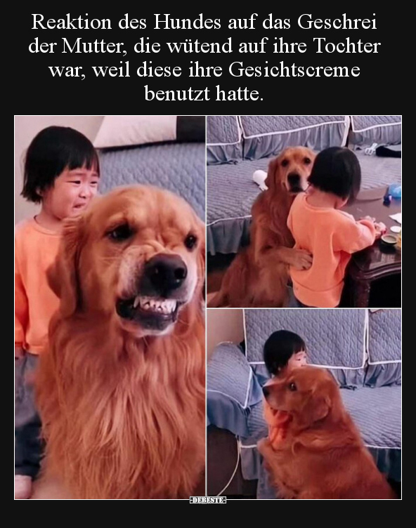 Reaktion des Hundes auf das Geschrei der Mutter, die wütend.. - Lustige Bilder | DEBESTE.de