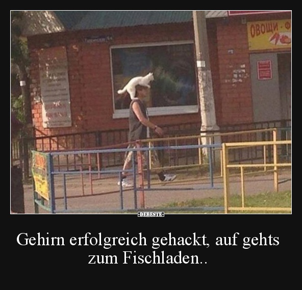 Gehirn erfolgreich gehackt, auf gehts zum Fischladen.. - Lustige Bilder | DEBESTE.de