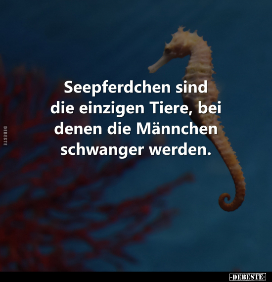 Seepferdchen sind die einzigen Tiere, bei denen die.. - Lustige Bilder | DEBESTE.de