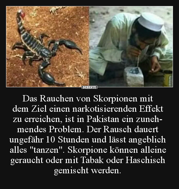 Das Rauchen von Skorpionen mit dem Ziel einen.. - Lustige Bilder | DEBESTE.de
