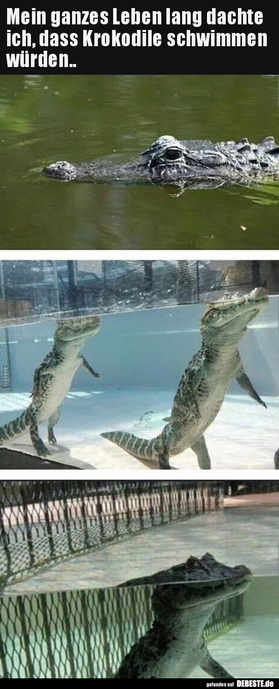 Mein ganzes Leben lang dachte ich, dass Krokodile schwimmen.. - Lustige Bilder | DEBESTE.de