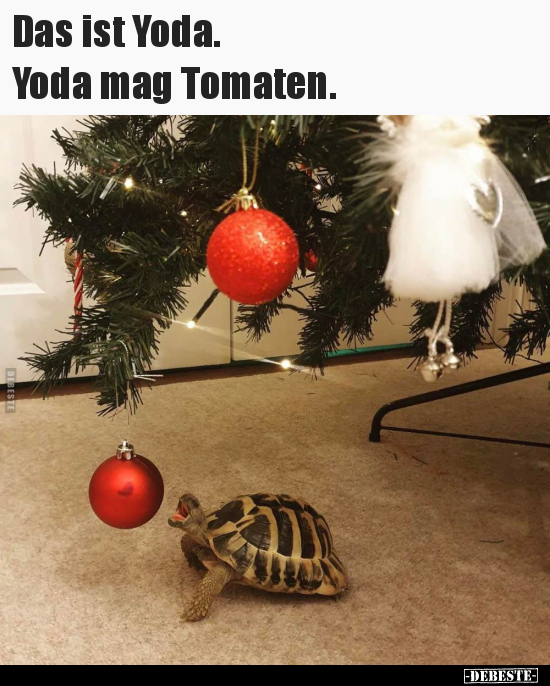Das ist Yoda. Yoda mag Tomaten... - Lustige Bilder | DEBESTE.de