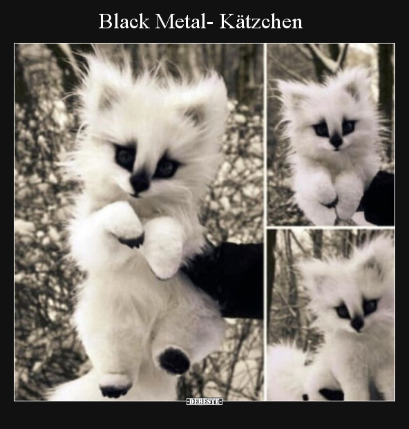 Black Metal- Kätzchen.. - Lustige Bilder | DEBESTE.de