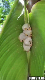 Dies sind honduranische weiße Fledermäuse. Süß... - Lustige Bilder | DEBESTE.de