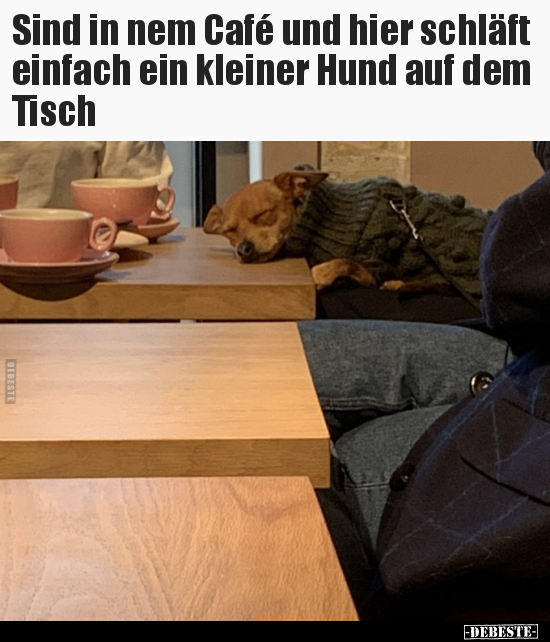 Sind in nem Café und hier schläft einfach ein kleiner Hund.. - Lustige Bilder | DEBESTE.de
