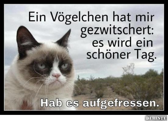 Grumpy Cat - Ein schöner Tag - Lustige Bilder | DEBESTE.de