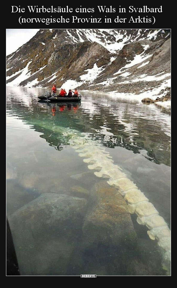 Die Wirbelsäule eines Wals in Svalbard (norwegische Provinz.. - Lustige Bilder | DEBESTE.de
