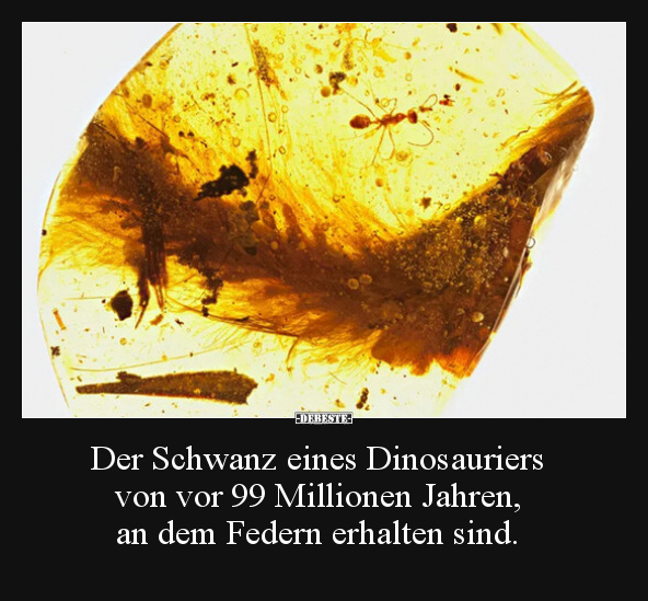 Der Schwanz eines Dinosauriers von vor 99 Millionen.. - Lustige Bilder | DEBESTE.de