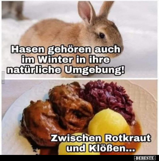 Hasen gehören auch im Winter in ihre natürliche.. - Lustige Bilder | DEBESTE.de